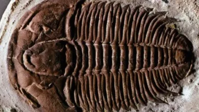 Diseño de Cámaras para Smartphones basados en Biología Prehistórica #Trilobite