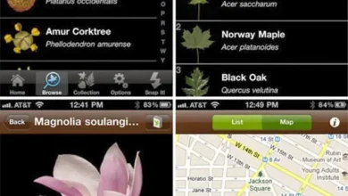 LeafSnap identifica árboles por sus hojas