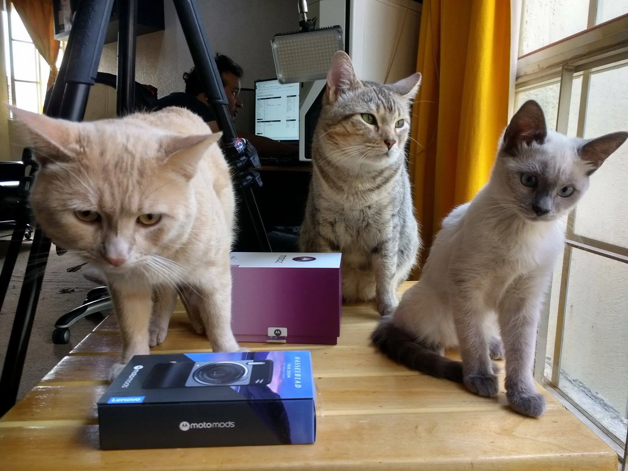 pingo-wero-isis-familia felina-poderpda