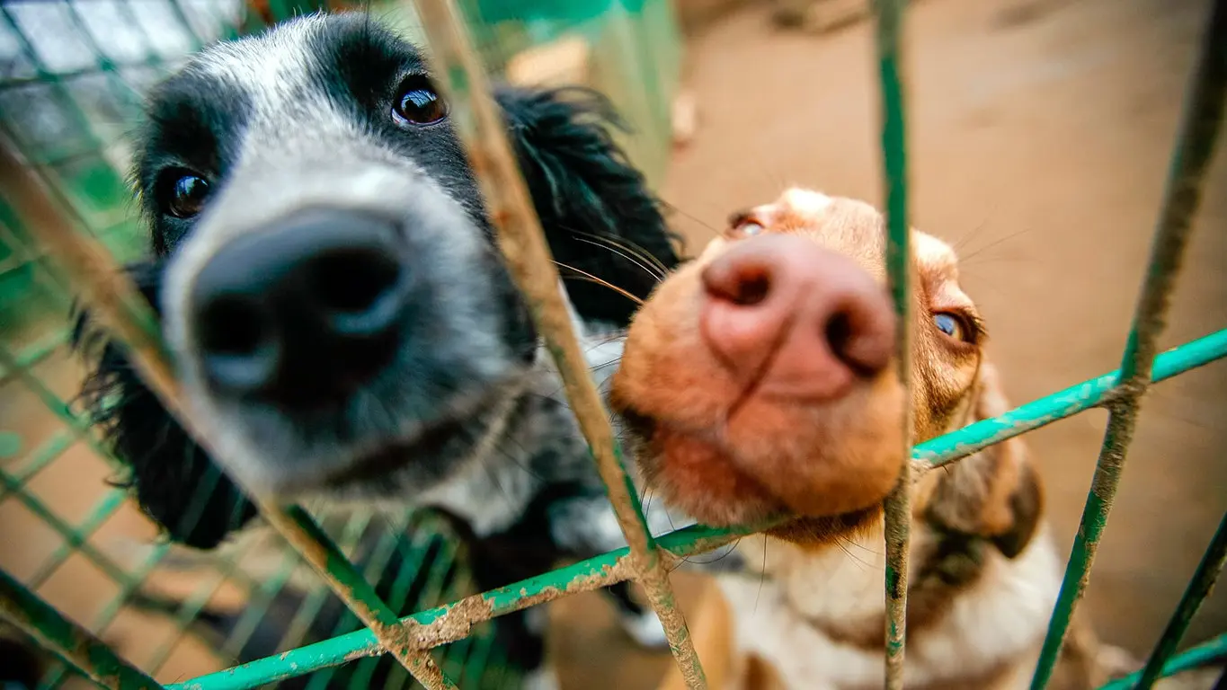 Linkedog, adoptar un perrito en México nunca fue tan fácil