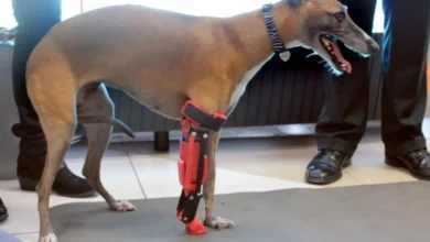 Desarrollan prótesis 3D para perros
