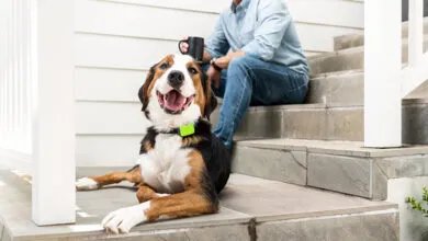 El boom de los gadgets para mascotas ya es una realidad