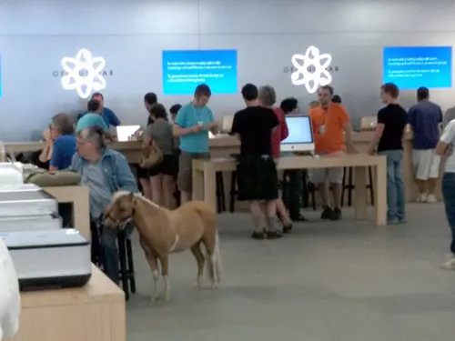 Pony en tienda Apple