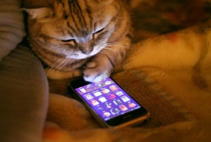cat-having-a-smartphone